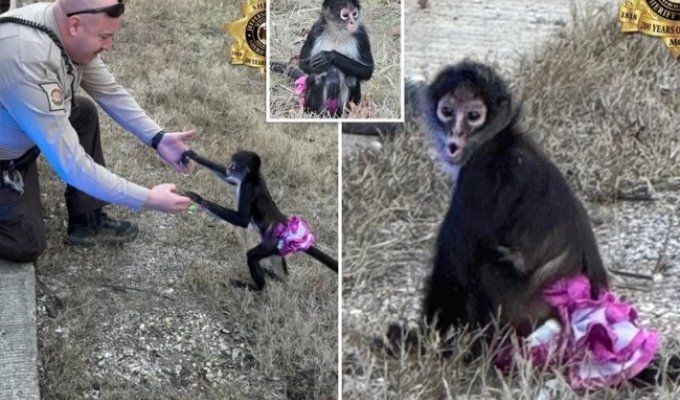 Waiting for help: a man found a monkey in a pink skirt on the side of the highway (5 photo)