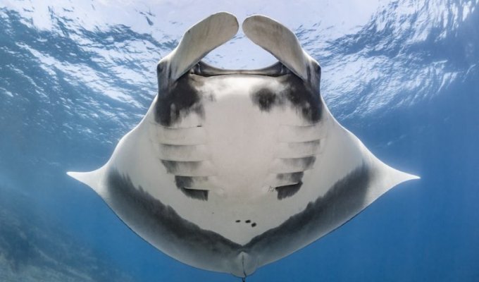 Скат надежды: подводный фотограф сделал первый за 16 лет снимок морского дьявола у берегов Мексики (3 фото)