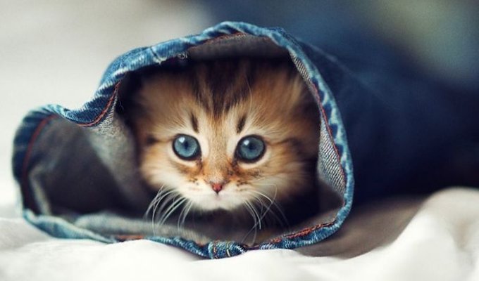 Самый милый котенок на Земле (19 фото)