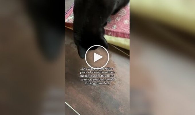 Кошка потеряла свою новую игрушку