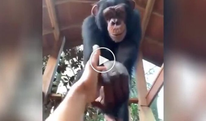 A chimpanzee helped a friend to get up