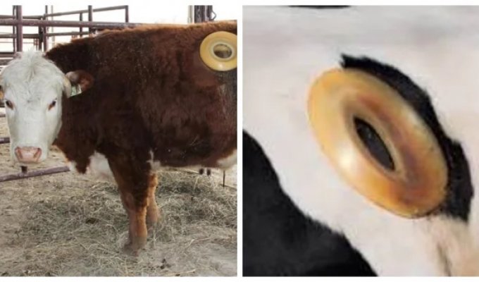 The life and tasks of a cow with a hole in its side (6 photos)