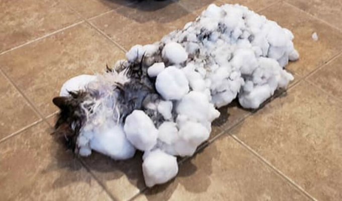 The owners couldn't believe that this furry snowdrift was their cat (4 photos)