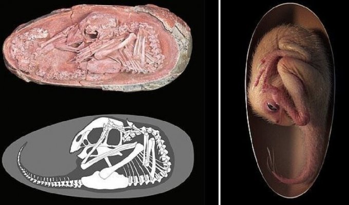 Ученые обнаружили окаменелое яйцо динозавра с идеально сохранившимся эмбрионом (5 фото + 1 видео)