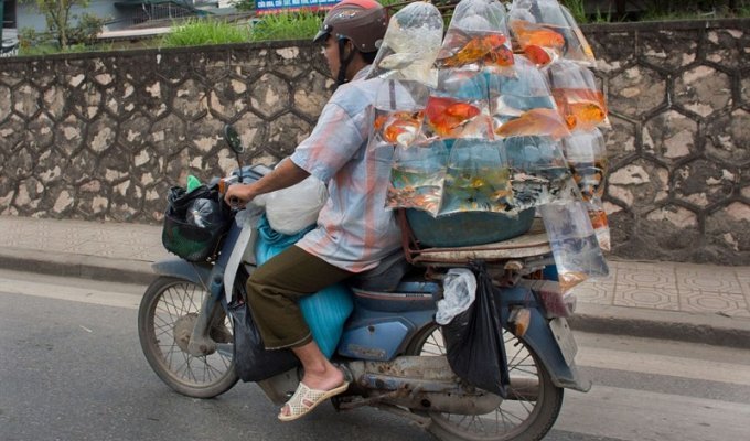 Эти бесстрашные вьетнамцы могут перевозить на мопедах всё что угодно (15 фото)