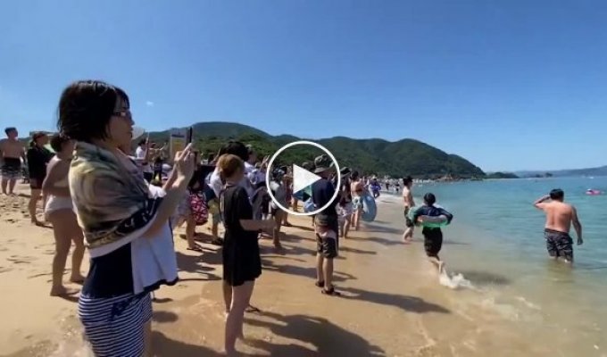 Японські дельфіни атакують туристів