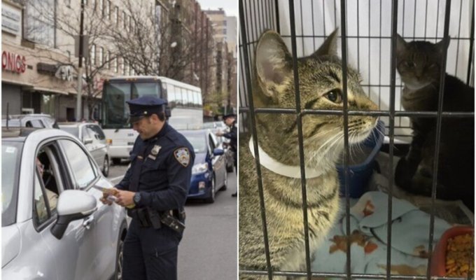 В США полиция придумала добрый способ помогать приютским животным (7 фото)