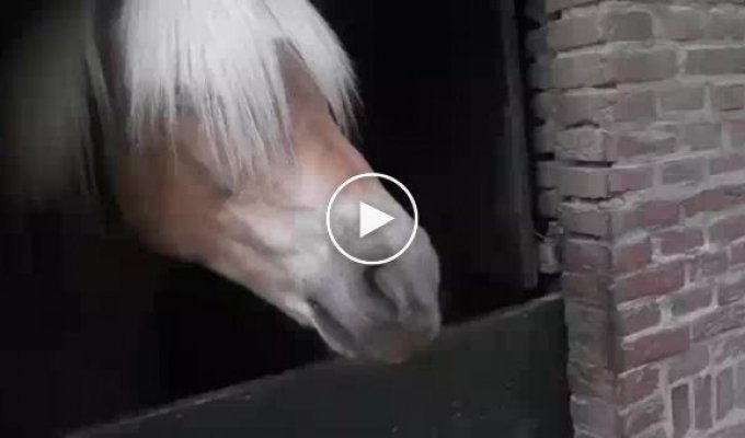 Лошадь издает странные звуки