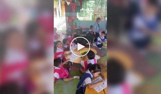 Дайте ему листочек и карандаши: пес пришел в детский сад учиться