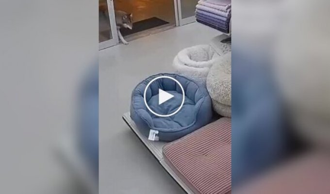 Animals (short videos). Release 102