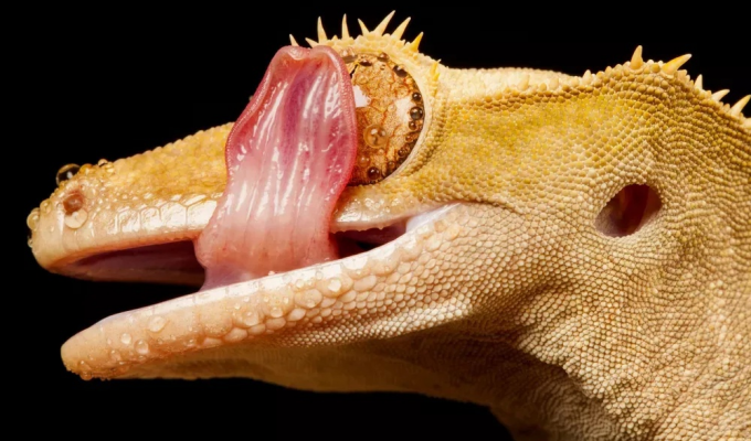 Why do geckos lick their eyes with their tongue? (7 photos)