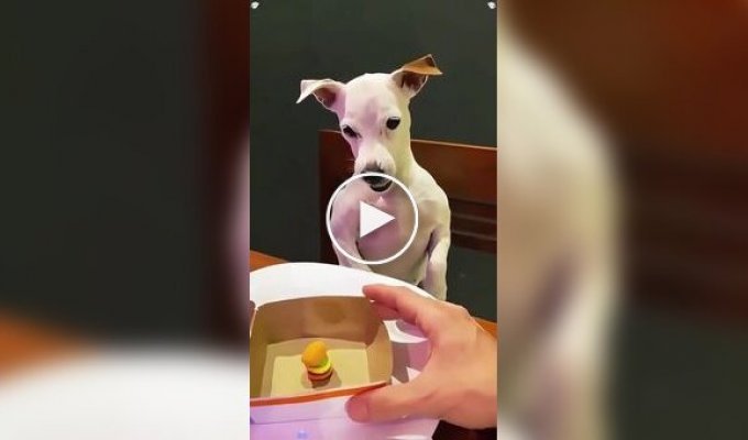 Чем меньше собака, тем больше агрессии