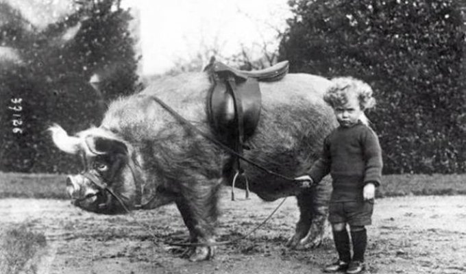26 Awesome Historical Photo Facts from the "Ooh!" Series (27 photos)