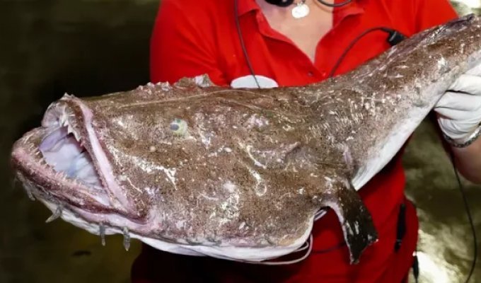 Жуткие обитатели морской бездны (8 фото)