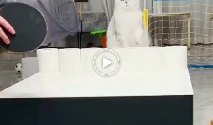 Кошачий пинг-понг