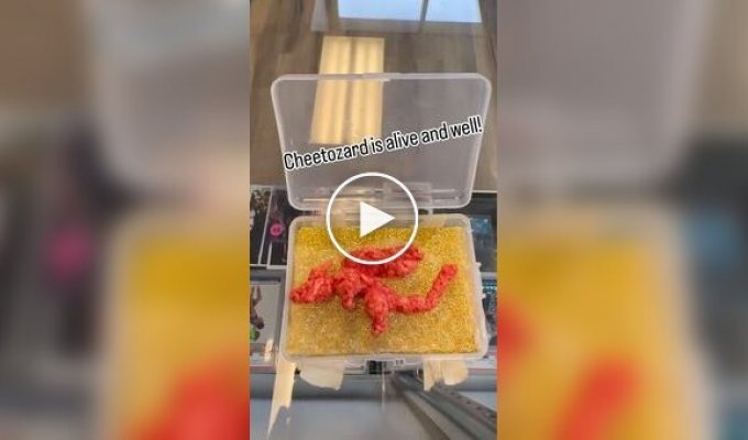 Мужчина установил рекорд Гиннеса за самую дорогую покупку чипсины