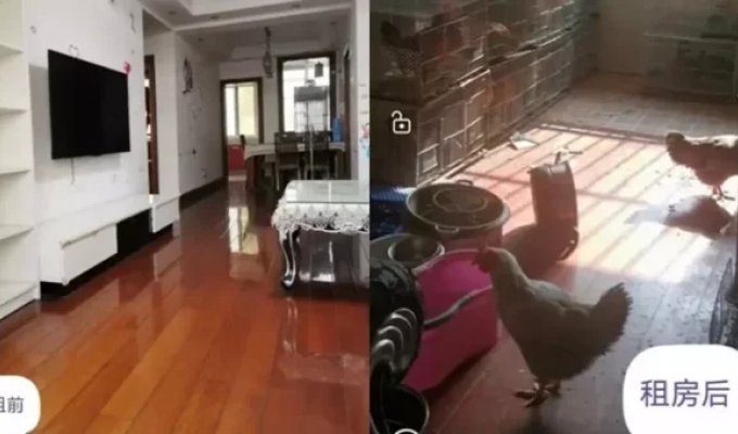 The owner of the apartment was shocked to find that his rented apartment had turned into a chicken coop (3 photos + 1 video)