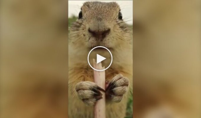 Луговий песик ласує кульбабою