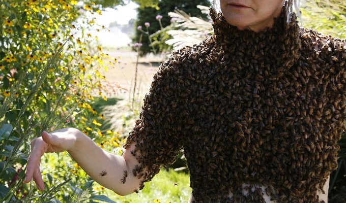 Блузка из 12 000 пчёл (9 фото)