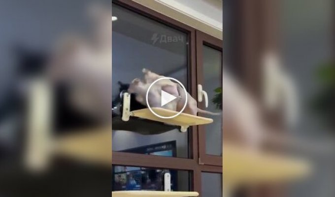 Схватка лысых котов