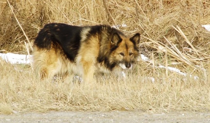 Пес ждет покойного хозяина на трассе под Тобольском 11 лет (3 фото + 1 видео)
