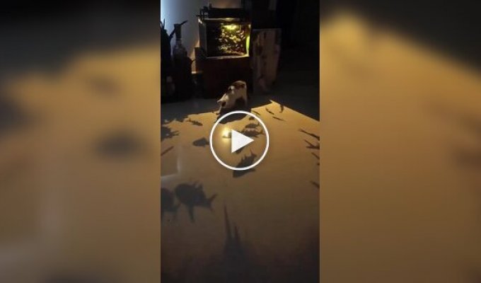 Необычный способ занять пушистого