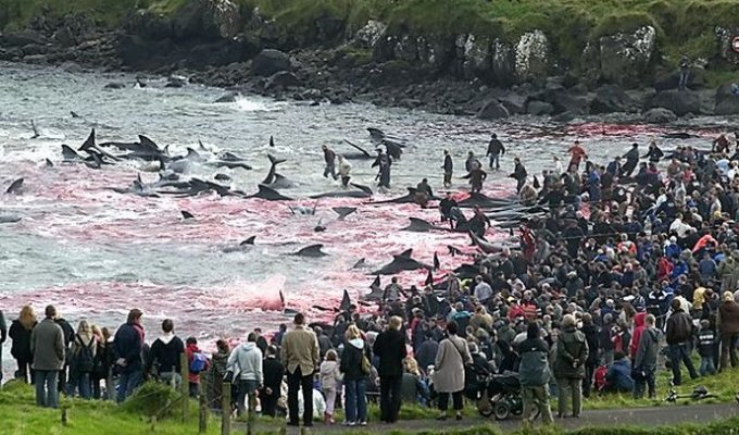 Охота на китов Исландии (4 фото)