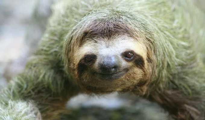 17 amazing facts about sloths - idle and magnificent (17 photos)