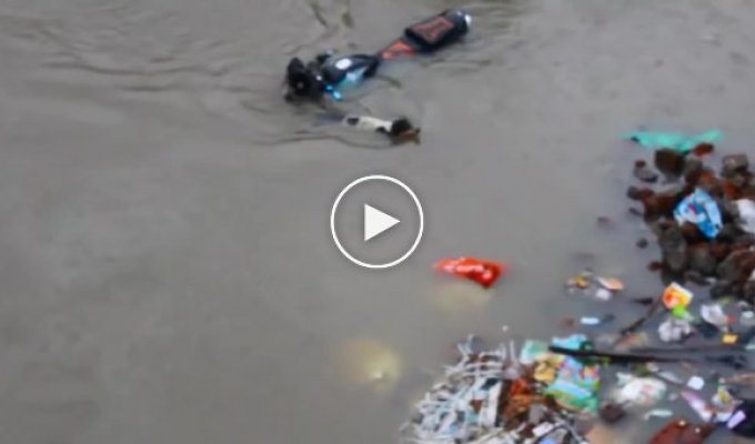 Храбрая собака спасает своих щенков во время наводнения
