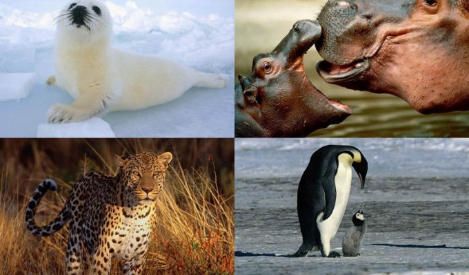 Эти удивительные животные (50 фото)