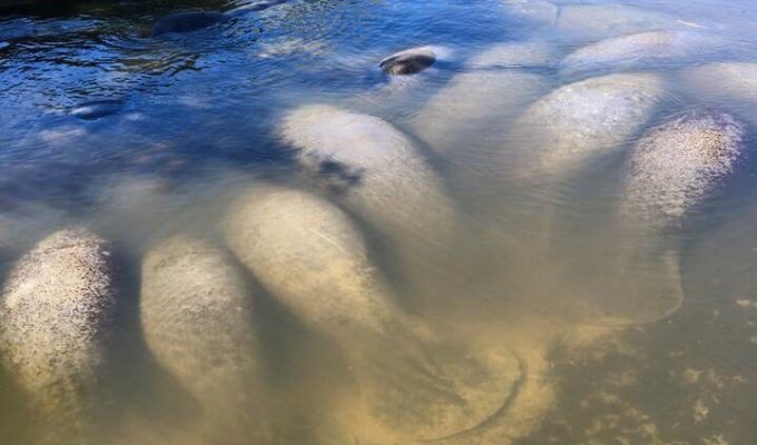 В ливневой канализации во Флориде обнаружили ламантинов (1 фото)