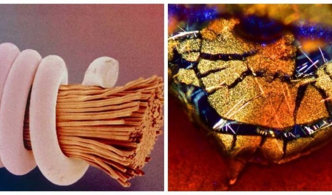 20 everyday things that look impressive under a microscope (21 photos)