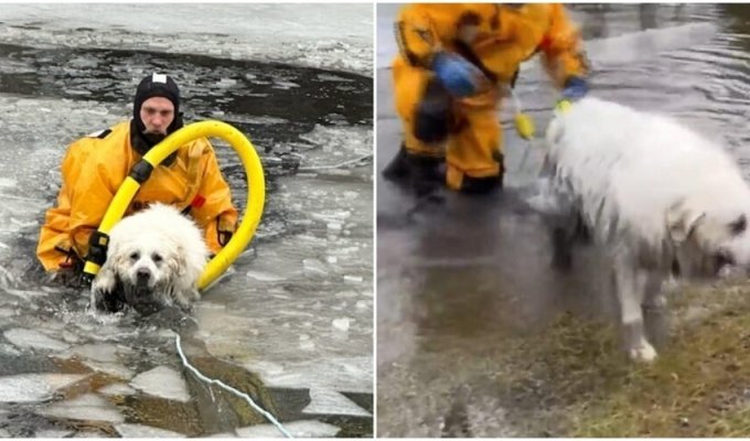 The owner cried when she saw her dog in an “ice trap” (6 photos + 1 video)