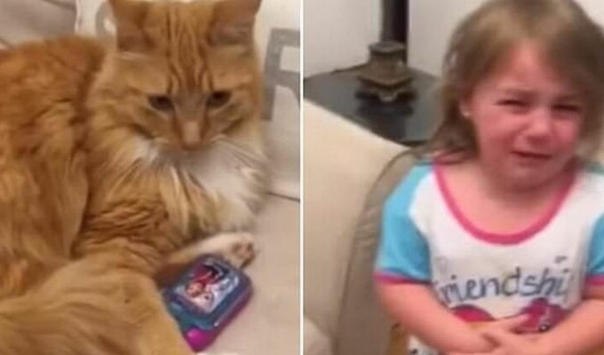 Кішка забрала у дитини іграшковий телефон і відмовляється віддавати (4 фото + 1 відео)