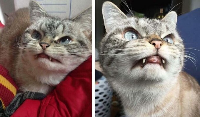 Сердитый кот имеет клыки в стиле Дракулы и спит с одним открытым глазом (7 фото + 1 видео)
