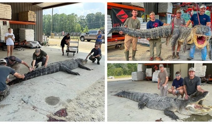 Охотники из Миссисипи поймали аллигатора-монстра (4 фото)