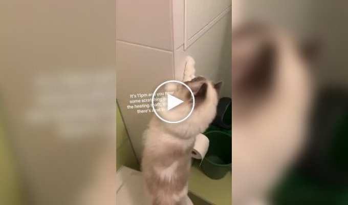 Девушка нашла за стеной живого хомяка