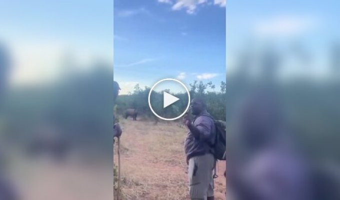 Что делать при встрече с носорогом