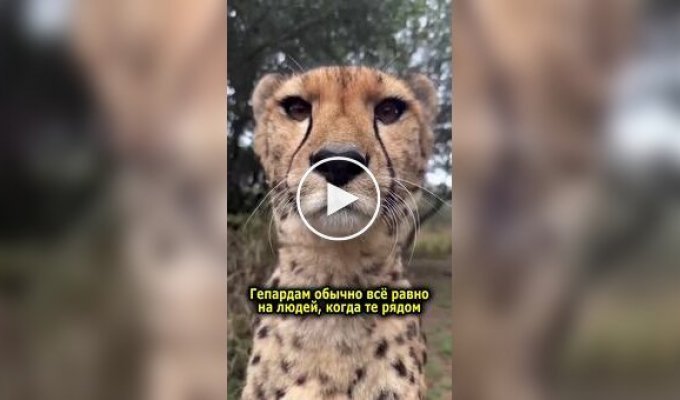 The cheetah: the best pet