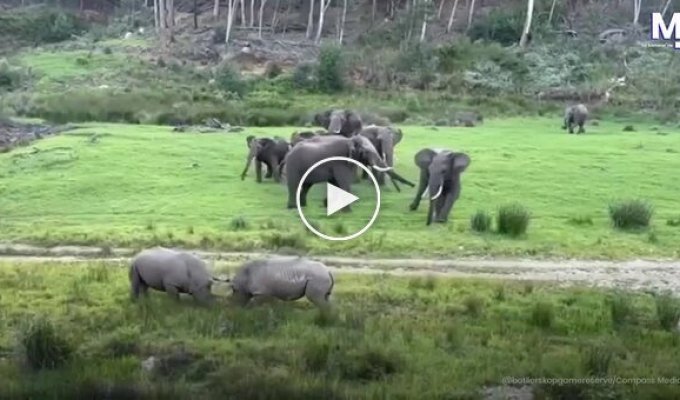 Rhinoceroses started a fight, causing panic among elephants