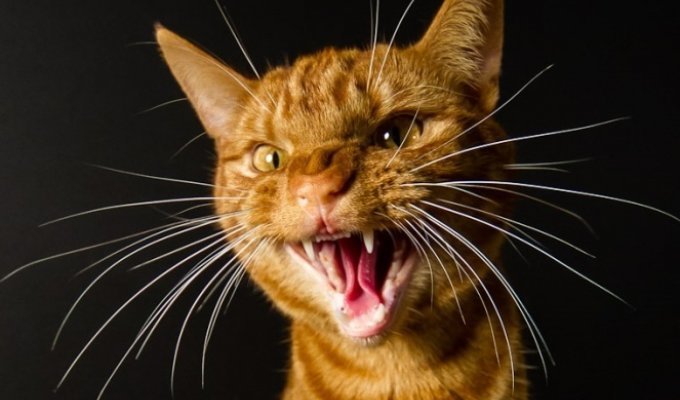 Тайный язык кошек (9 фото)