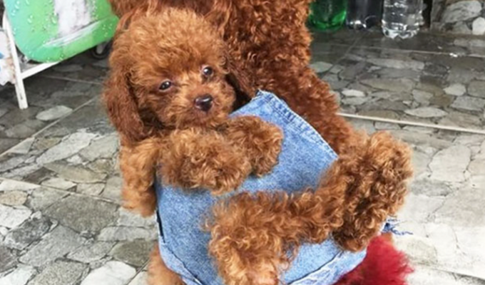 Вьетнамец сшил для своих собак маленький рюкзак, чтобы те носили в нем щенка (10 фото)