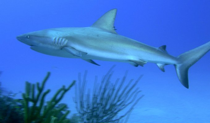 Уязвимые и любознательные: 10 неожиданных фактов об акулах (10 фото)