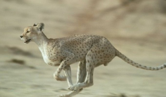 Northwest African Cheetah: Skinny Ghost of the Desert. This subspecies lives in the Sahara and is very different from other cheetahs (8 photos)