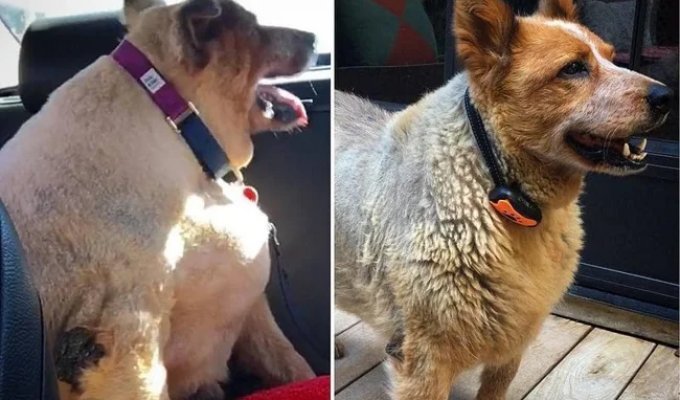 20 Photos of Dogs Before and After They Managed to Lose Weight (21 photos)