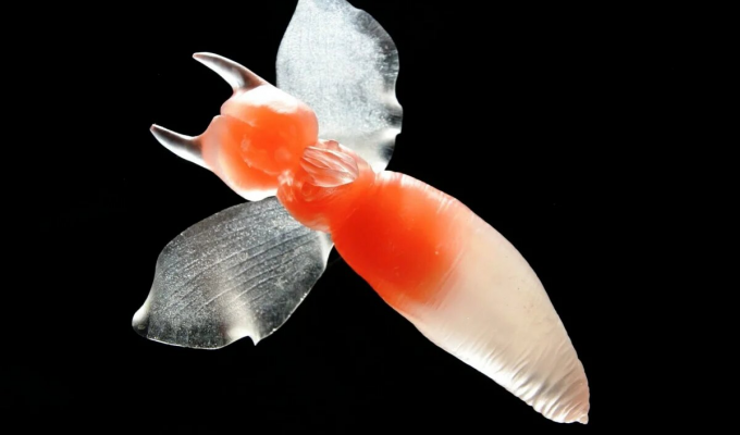 Морской ангел: Война добра со злом под водой. Этот ангельский моллюск всю жизнь ищет морских чертей, чтобы их уничтожить (7 фото)