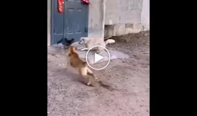 Кошка в стиле кунг-фу дала отпор двум псам