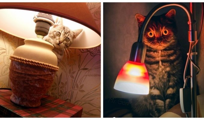 Paw-lamp comfort (30 photos)