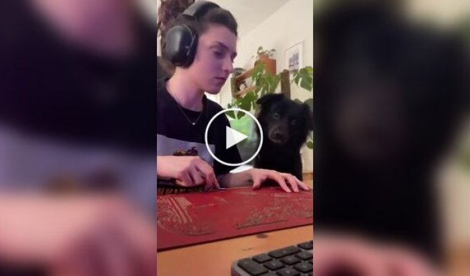 A dog sees itself on a phone screen