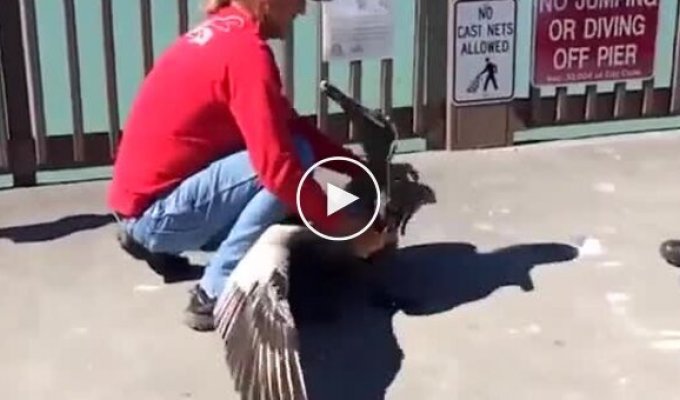 Помогли пеликану избавиться от лески